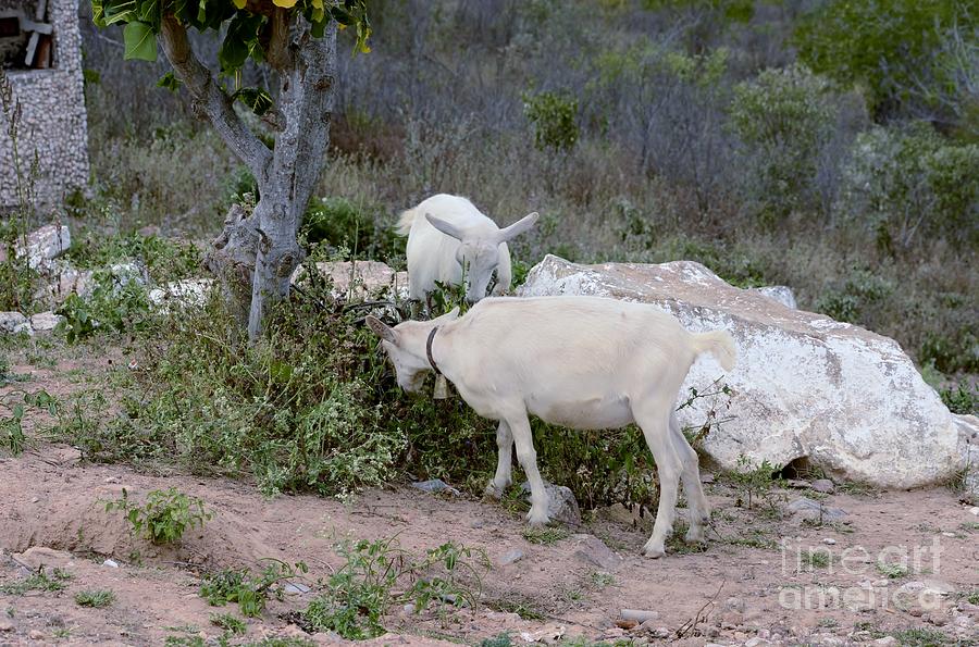 Nature Photograph - Goats Grazing by Adelmo Leite de Sa
