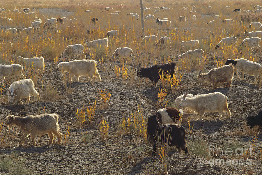 Goats Grazing Photograph by Art Wolfe