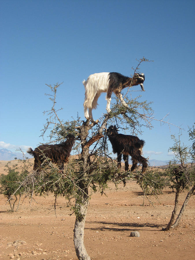 Goats in a tree Photograph by Steve Ball