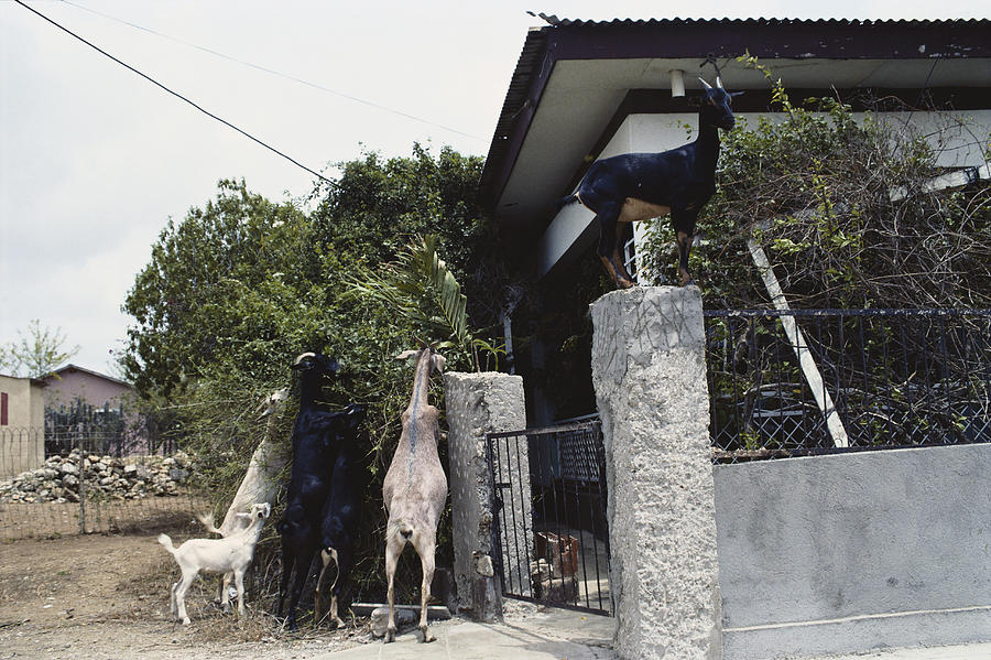 Goats In Bonaire Photograph by Carleton Ray