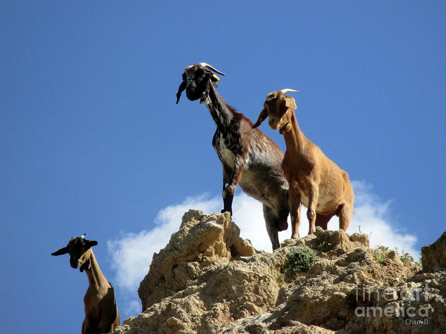 Goats near Olvera Photograph by Chani Demuijlder