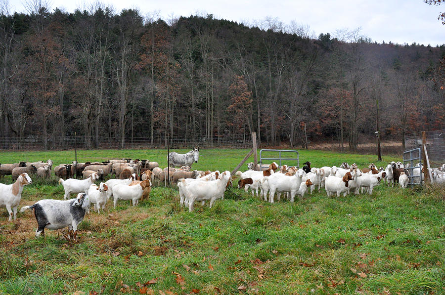 Goats on farm in Upstate New York Photograph by Diane Lent