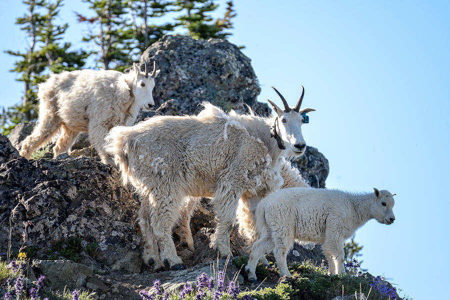 Goats on Hurricane Hill Photograph by Ronda Broatch