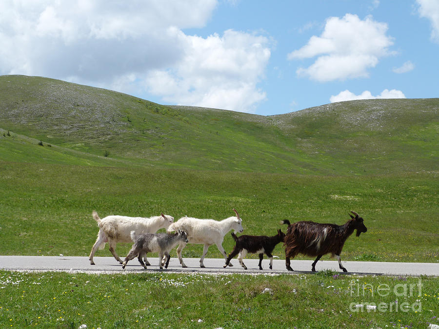 Goats - Road to Zabljak - Montenegro Photograph by Phil Banks