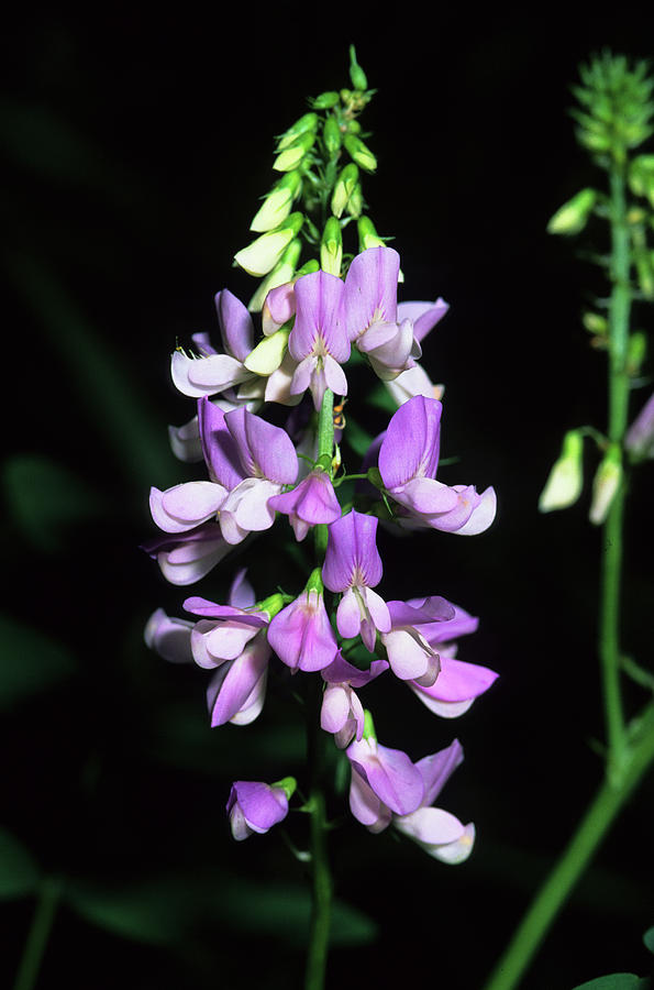 Goats Rue (galega Officinalis) Photograph by Science Photo Library Goats Rue (galega Officinalis) Photograph by Science Photo Library