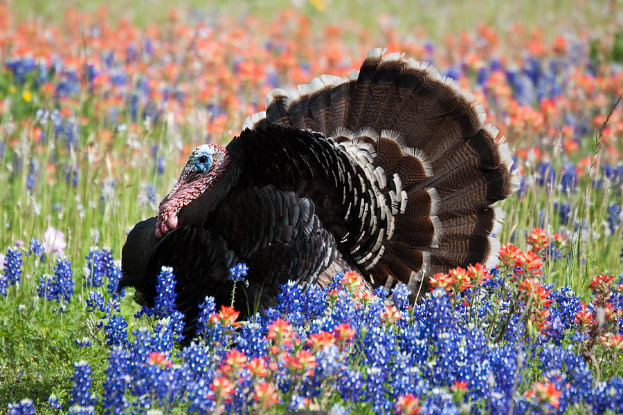 Gobble Gobble Photograph by Eggers Photography