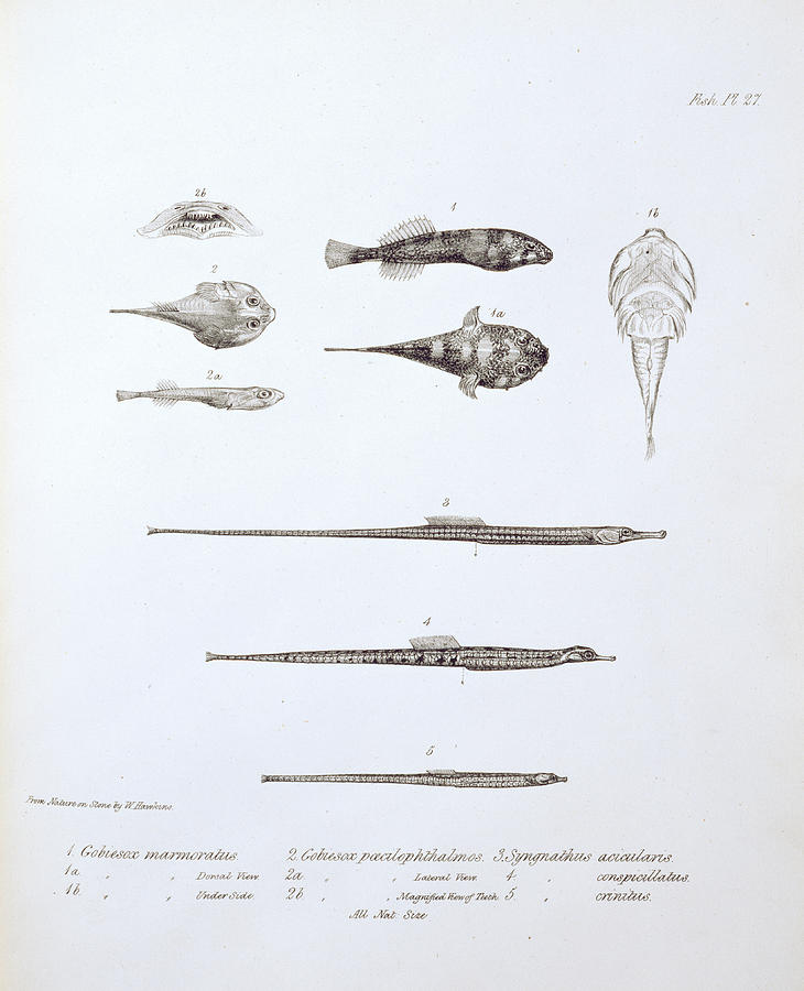 Fish Photograph - Gobiesox Marmoratus by Natural History Museum, London