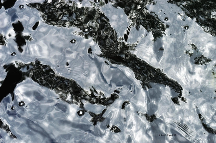 Goblins In The Water Photograph by Donna Blackhall