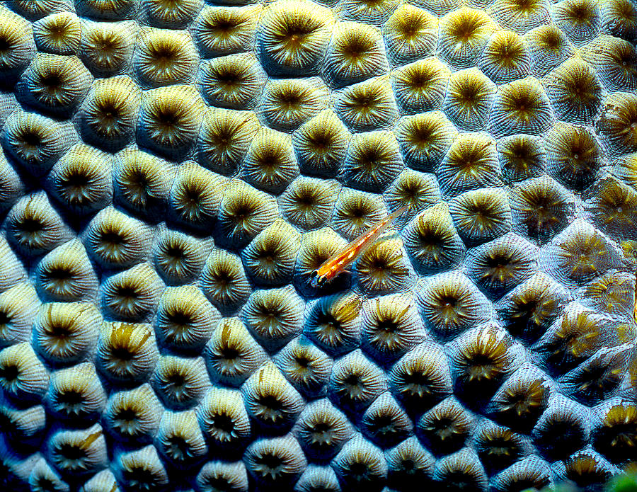 Nature Photograph - Goby on Star Coral by Alan Emery
