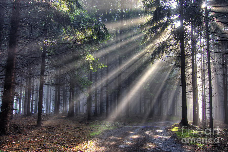 God beams - coniferous forest in fog Photograph by Michal Boubin