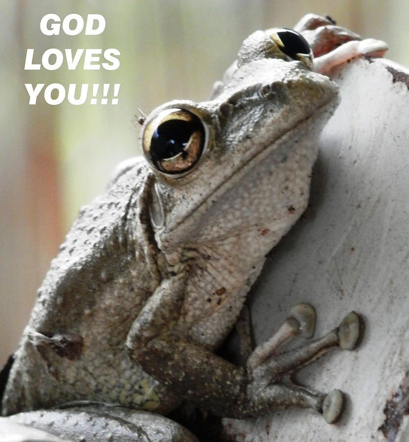 God Loves You Frog Photograph by Belinda Lee