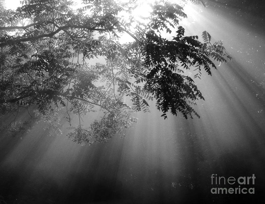 God Rays Photograph by Douglas Stucky
