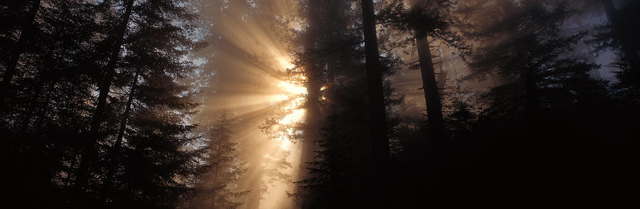 Tree Photograph - God Rays, Redwoods National Park, Ca by Panoramic Images