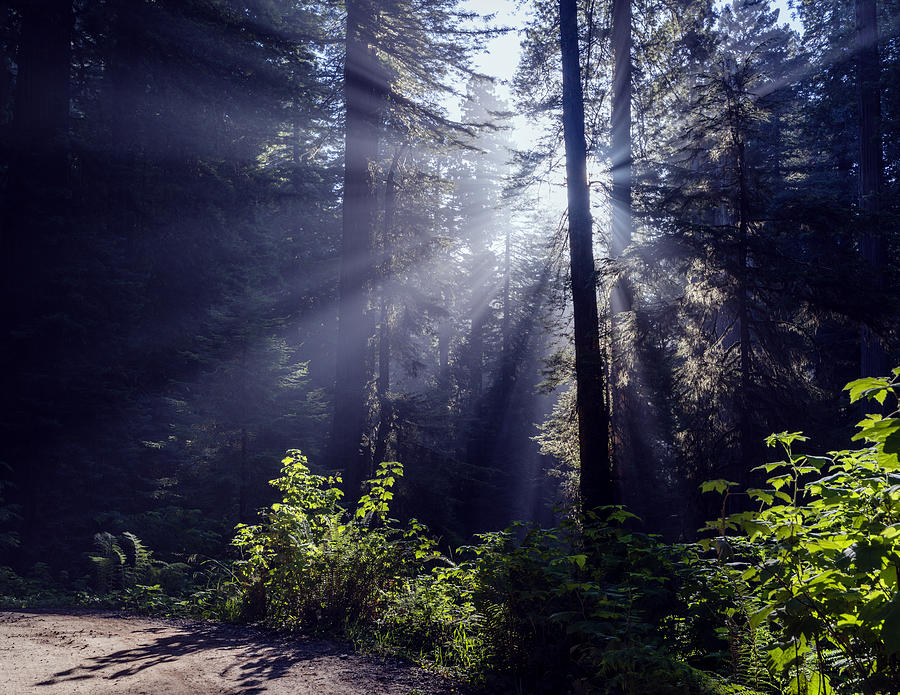 Redwood National Park Photograph - God Rays through the fog by Vishwanath Bhat