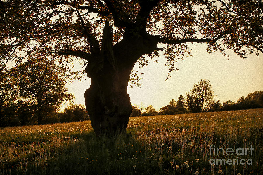 Sunset Photograph - Goddess Tree by Clare Bambers