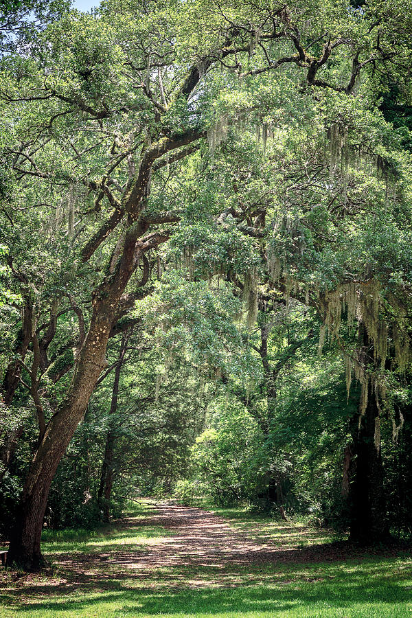 God's Canopy Photograph by Sennie Pierson - Fine Art America