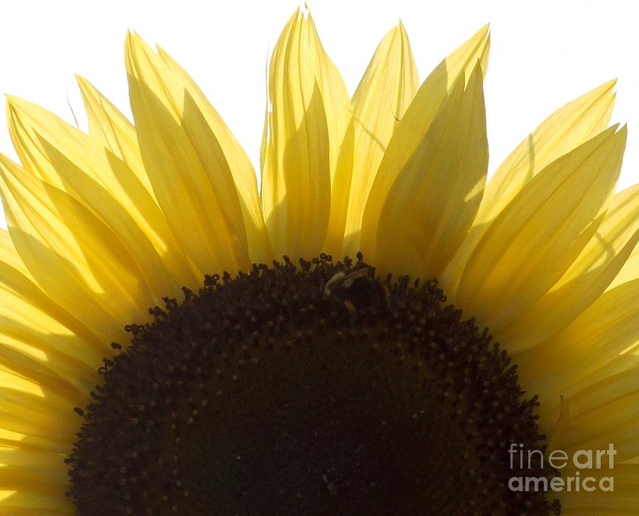 Sunflower Photograph - Gods Crocheting by French Toast