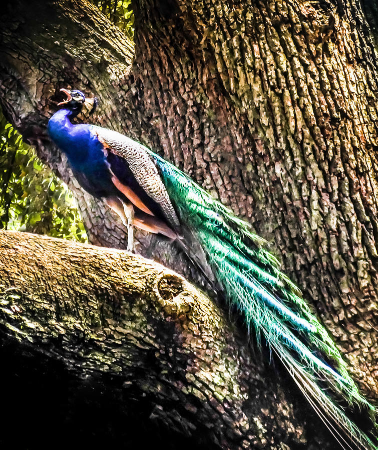 Peacock Photograph - Gods Heavenly Creatures by Karen Wiles