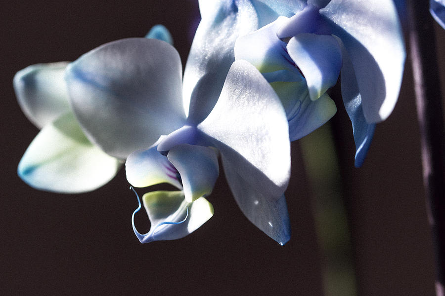 Blue Orchids Photograph - Gods light by Sheree Lauth