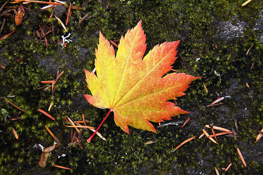 God's Perfect Leaf Photograph by Buddy Mays - Pixels