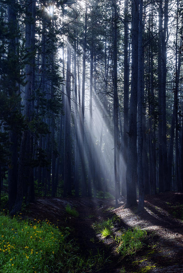 Gods Rays through the trees Photograph by Vishwanath Bhat