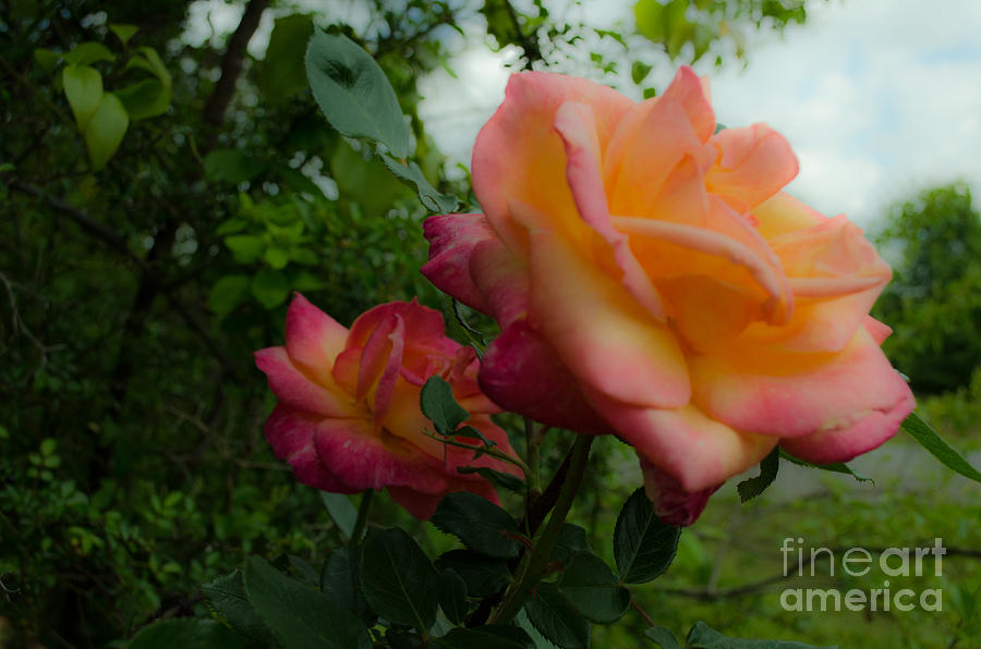 Gods Roses Photograph by Donna Brown