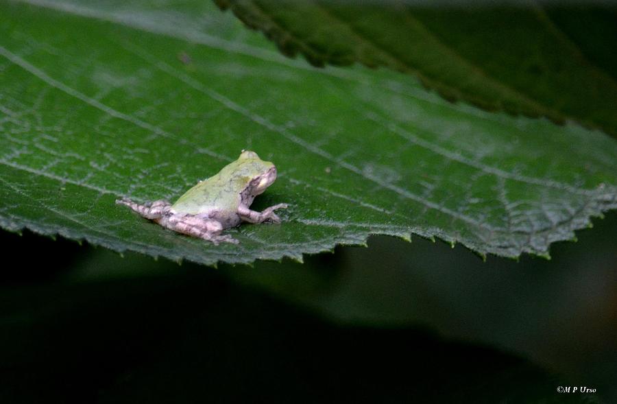 Nature Photograph - Gods Tiny Tree Frog by Maria Urso