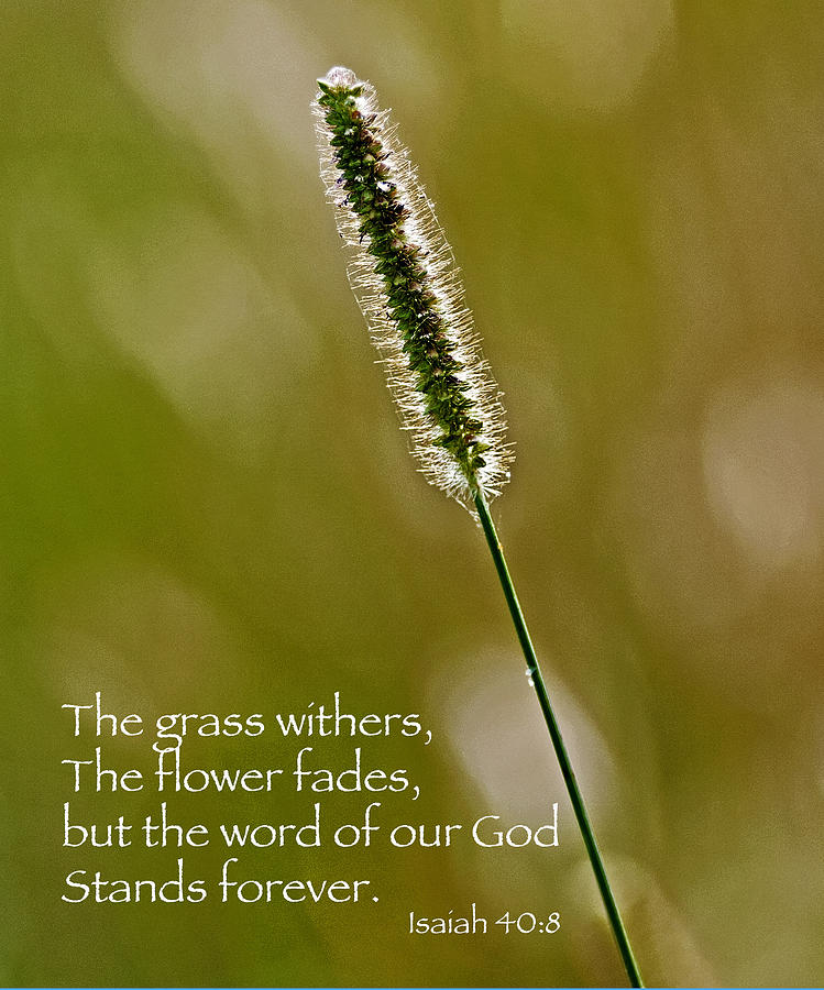 God's Word Stands Forever 10x12 Photograph by Andy Crawford