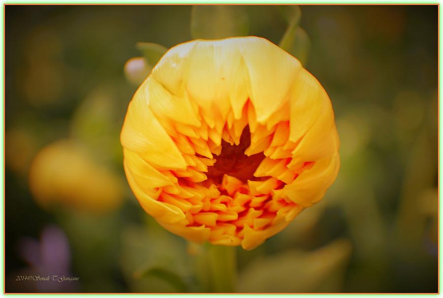 Golden Bloom Photograph - Godsend Sunshine by Sonali Gangane
