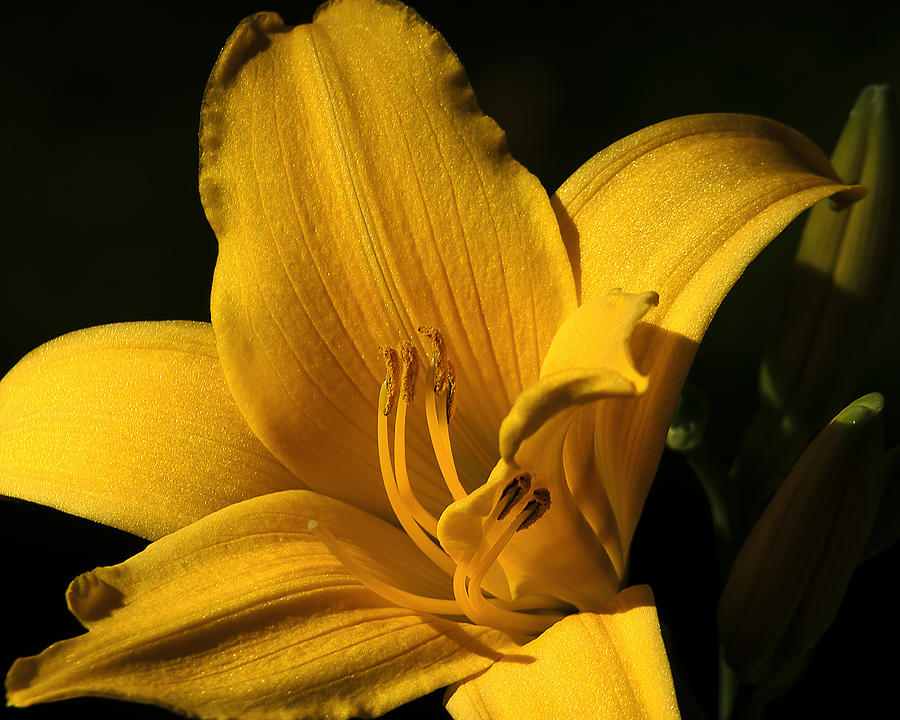 Lily Photograph - Going for Gold by Camille Lopez