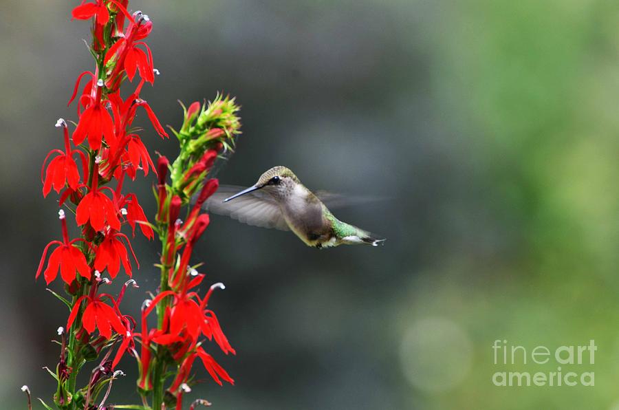 Nature Photograph - Going In For Seconds by Judy Wolinsky