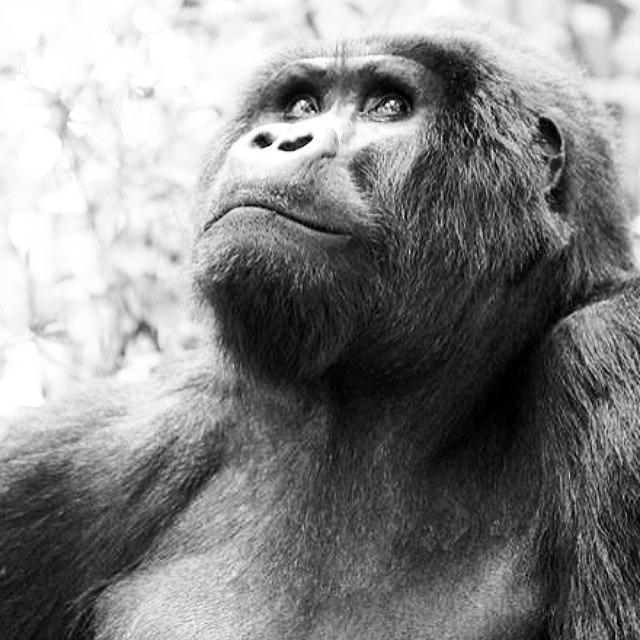 Gorilla Photograph - Going Through My Camera Photos, Of by Dawn Jorgensen