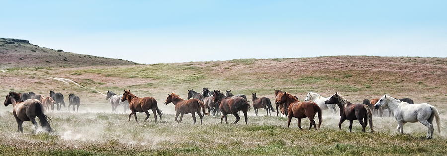 Horse Photograph - Going To Higher Ground by Gene Praag Horse Photograph - Going To Higher Ground by Gene Praag