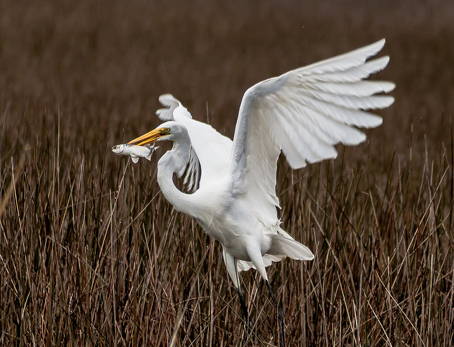 Going to Lunch Photograph by Charles Moore - Fine Art America