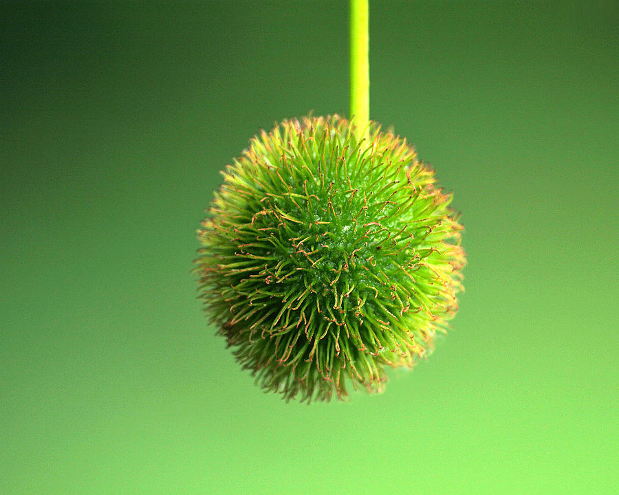 Going to Seed Photograph by Nancy B