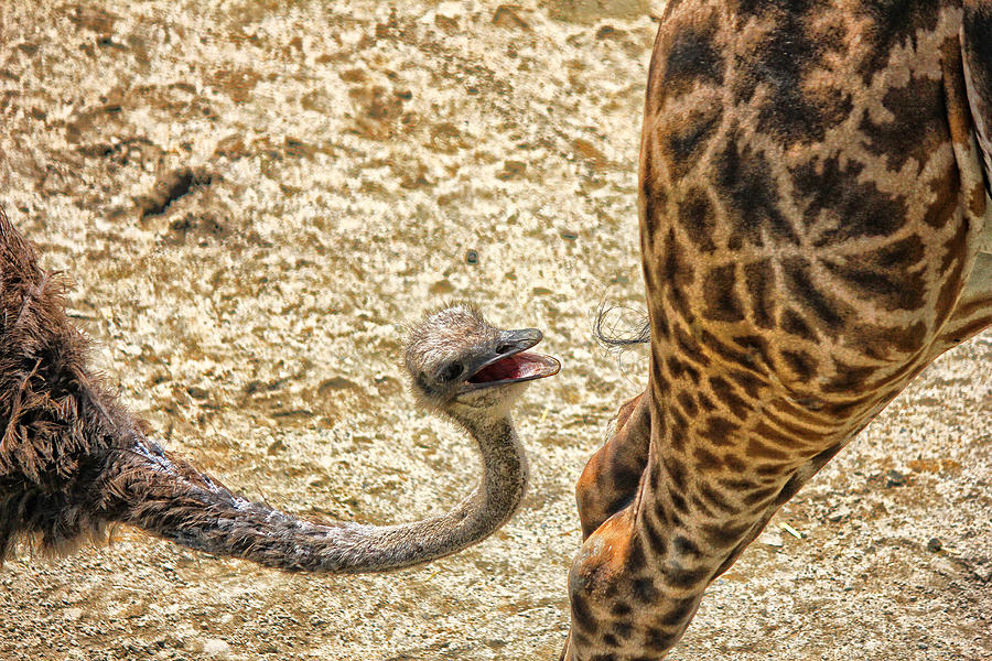 Ostrich Pecking at Giraffes Tail Photograph by Ola Allen