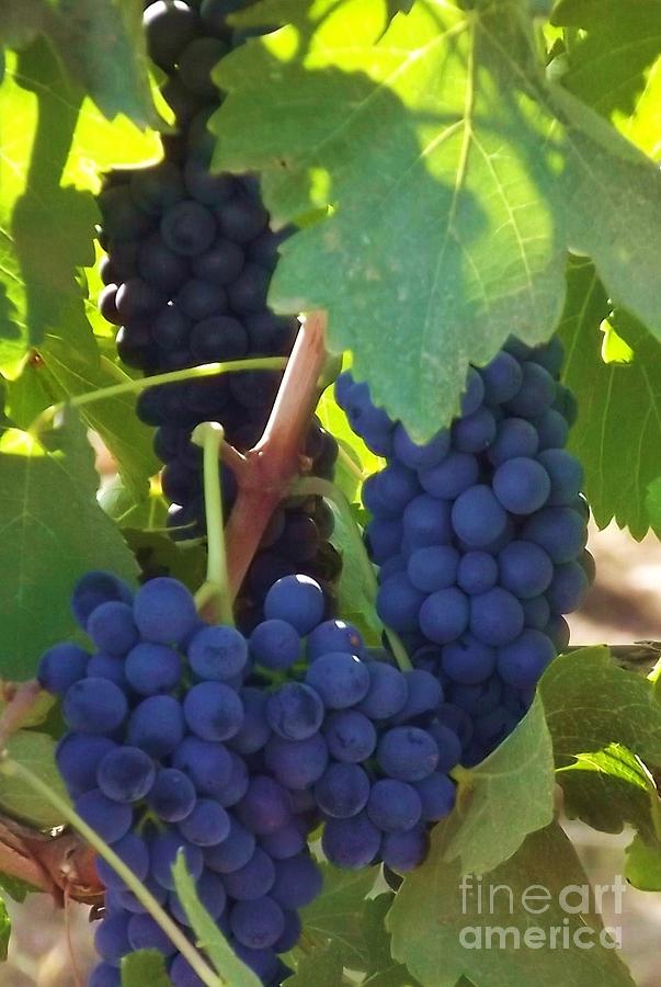 Golan Grapes Photograph by Diane Miller - Fine Art America