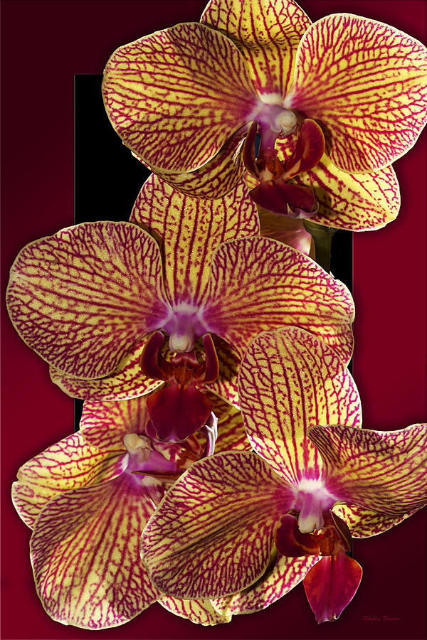 Gold and Crimson Orchids Photograph by Phyllis Denton