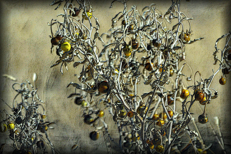 Gold and Gray - Silver Nightshade Photograph by Nadalyn Larsen