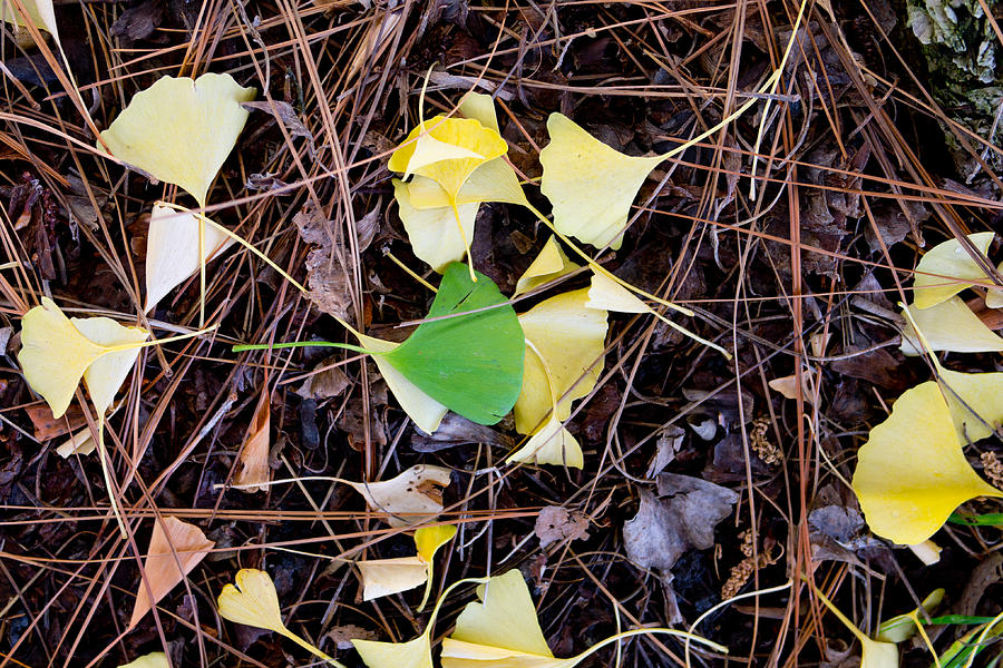 Gold and Green Gingko Leaves Photograph by Laura Iverson