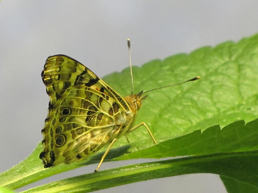 Butterfly Photograph - Gold and Green  by Jennifer Wheatley Wolf