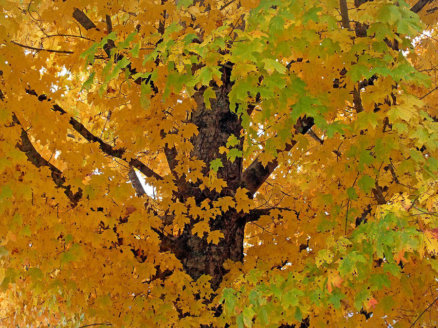 Gold and Green Maple Leaves Photograph by Duane McCullough