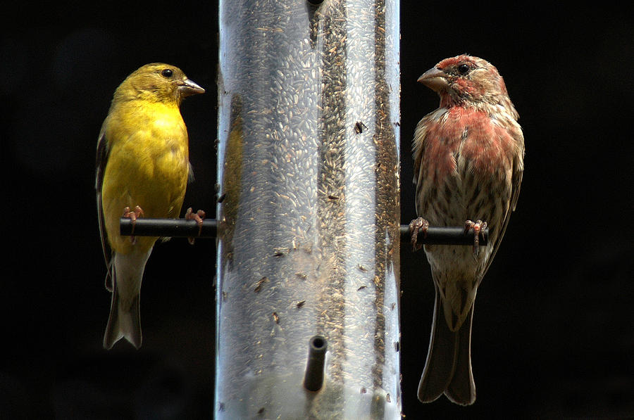 Gold and Purple Finch Photograph by Geraldine Alexander