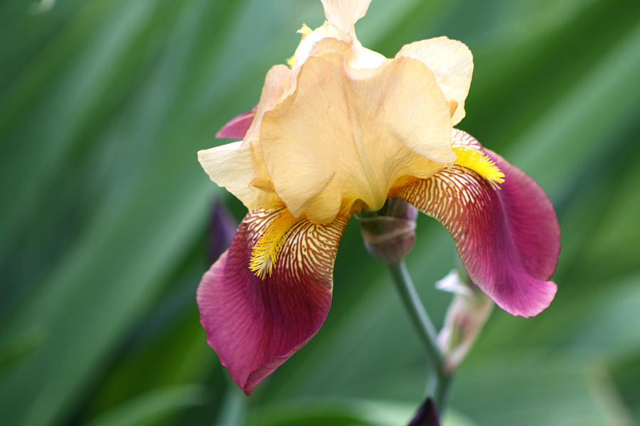 Gold and Purple Iris Photograph by Michele Wilson