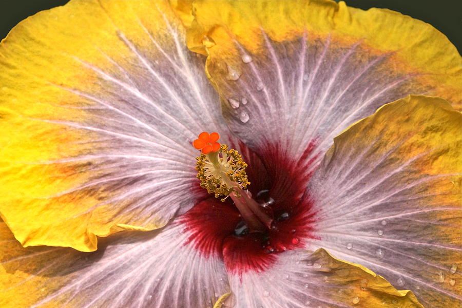Gold and Silver and Ruby Hibiscus Close Up Photograph by Byron Varvarigos