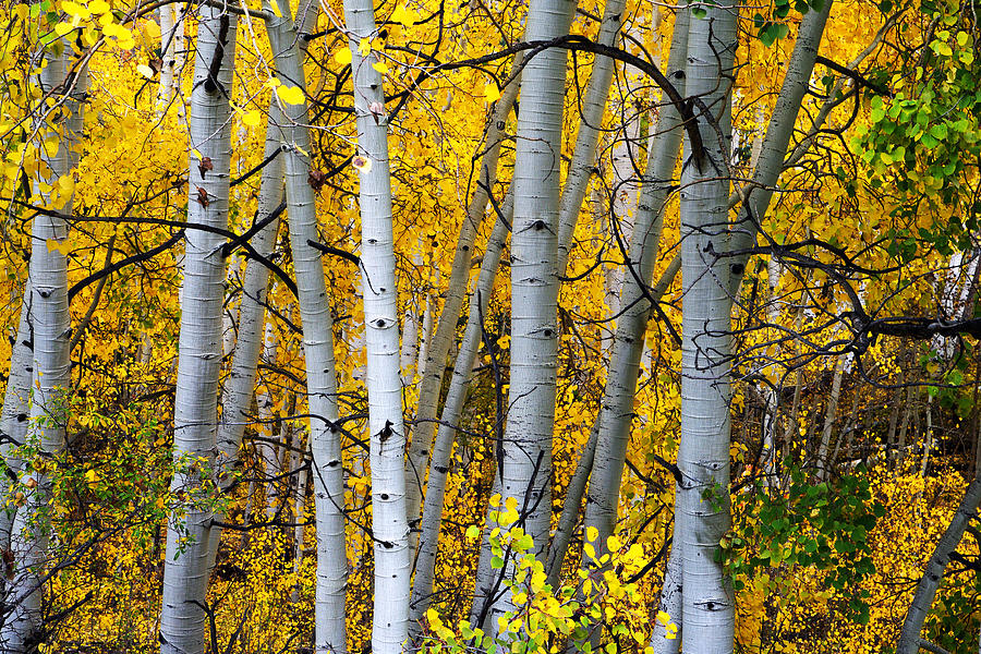 Gold And White Photograph by Gary Benson