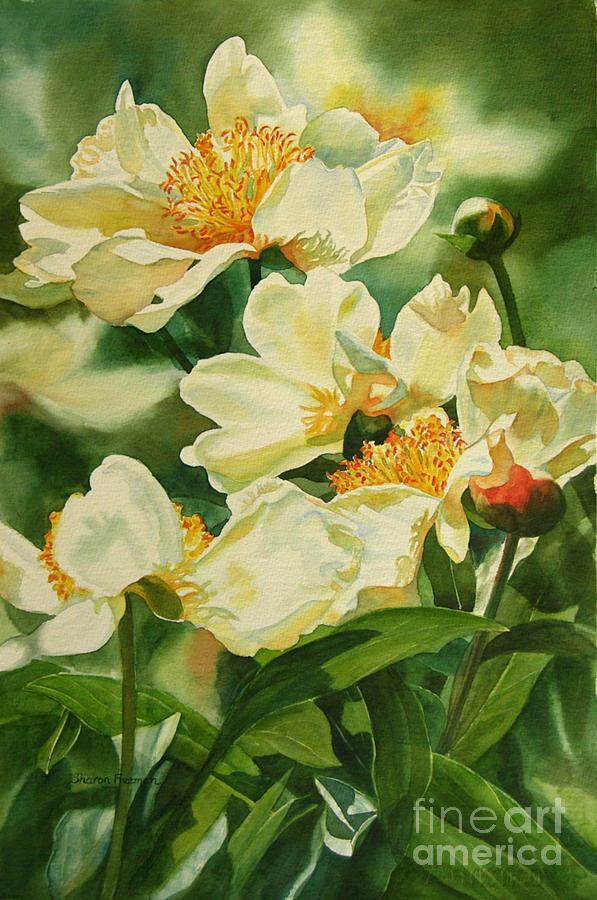 Gold and White Peonies Painting by Sharon Freeman