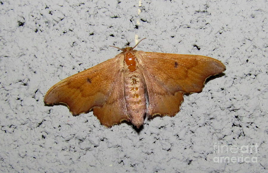 Gold Bat Wing Moth Photograph by Joshua Bales
