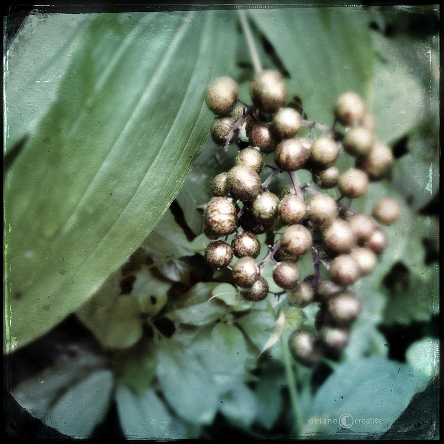 Gold Berries Photograph by Tim Nyberg