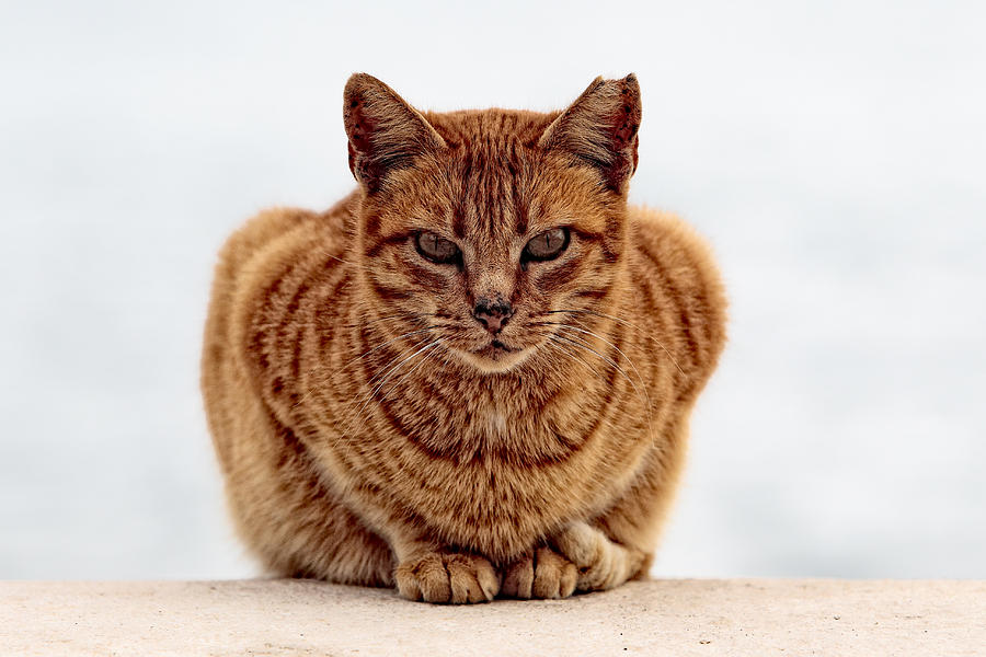 Cat Photograph - Gold cat by Goyo Ambrosio